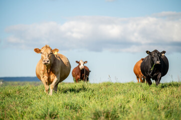 Cows walking, eating in green summer pasture in Quebec Canada