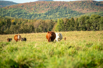 Fototapeta premium Cows walking, eating in green summer pasture in Quebec Canada