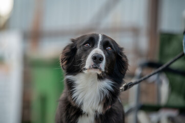 Border collie dog close up 