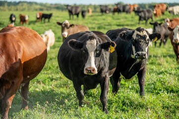 Cows walking, eating in green summer pasture in Quebec Canada