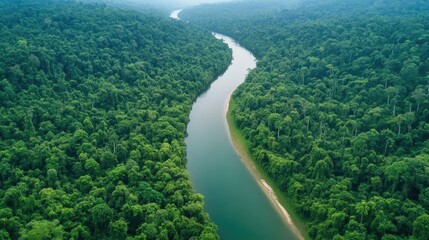 Aerial view of a winding river surrounded by lush green forest. Serene nature landscape full of life and vibrant colors.