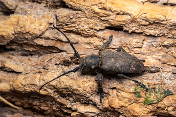 stag beetle on wood