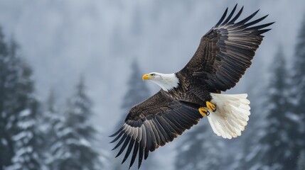 Obraz premium Haliaeetus leucocephalus washingtoniensis, an adult bald eagle, in flight. In the snow, Alaska