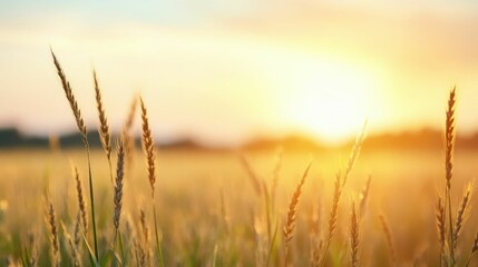Naklejka premium Tranquil Sunrise Over Peaceful Meadow Symbol of New Beginnings with Deep Depth of Field and Vibrant Golden Glow on the Horizon