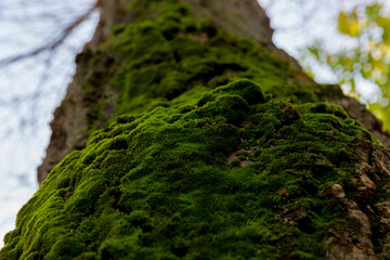 Close-up image of moss on weathered tree bark, depicting organic surface detail and natural growth...