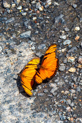 Beautiful orange butterfly on the ground street in Costa Rica.