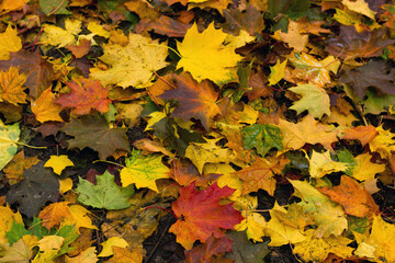 Beautiful autumn maple leaves