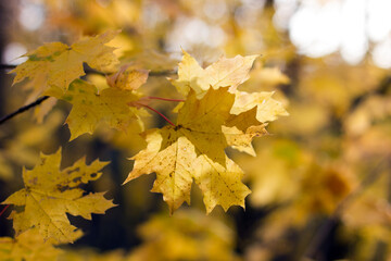 Maple leaves and sunset