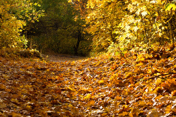 Colorful autumn in the forest