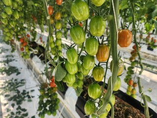 tomatoes