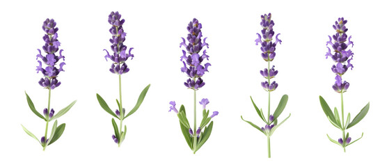 Obraz premium lavender flowers png transparent background