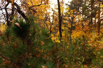 Green spruce against the background of yellowing trees in the fall