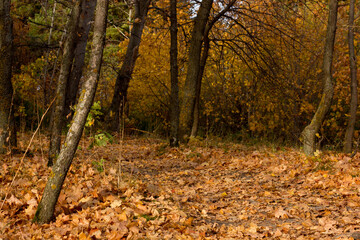 Warm fall day in the woods.