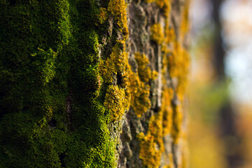 Obraz premium Macro photograph of green moss growing on rough tree bark, showing natural texture and plant detail in a woodland environment, suitable for nature or ecology-themed design use