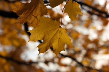 Autumn leaves on the tree