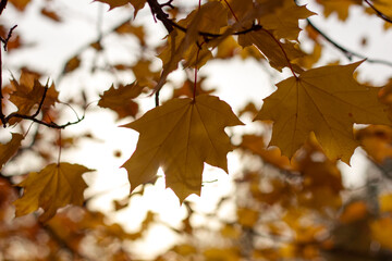 Maple leaves in autumn