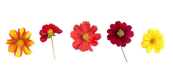 mexican flowers png transparent background