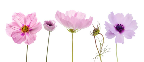Fototapeta premium pastel flowers png transparent background