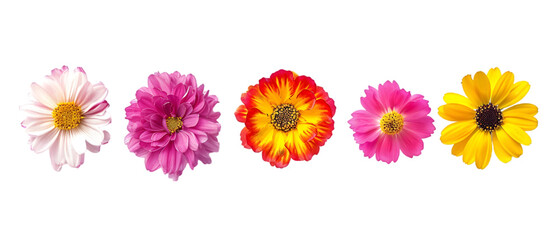 colorful flowers png transparent background