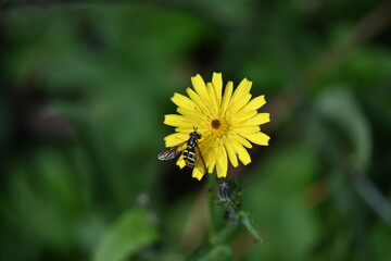 Dandelion and wasp