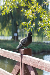 A pigeon sits on a railing, overlooking a peaceful body of water
