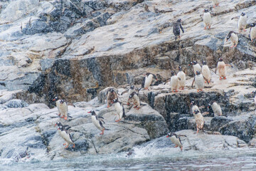 A group of Gentoo Penguin -Pygoscelis papua- standing on a rock near Primavera Base, on the Antarctic peninsula