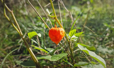 Closeup chinese lantern plant, orange fruit hanging from a slender stem surrounded by green foliage...