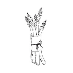 Asparagus bunch hand drawn vector illustration. Sparrow grass branches in paper wrapping tied with rope. Element for restaurant menu design, food packaging