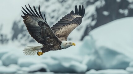 Obraz premium Majestic bald eagle soaring over icy alaskan waters