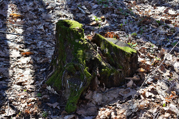 a tree stump covered with green moss is on the ground with dry leaves 