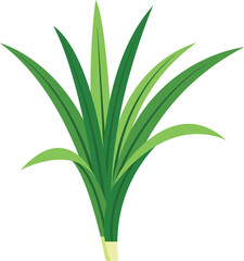 Pandan Leaves Illustration Isolated on White Background
