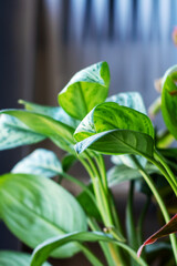 A detailed close up of a plant with lush green leaves in a pot
