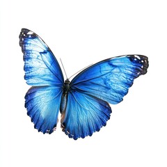 A flying blue butterfly photography background insect.