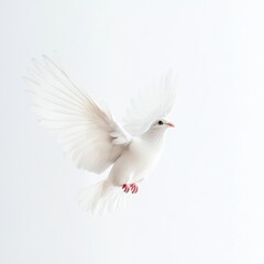 Fototapeta premium A flying white dove bird photography graceful feathers.