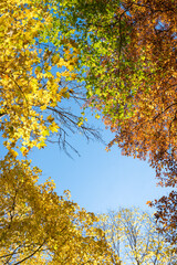 view into tree crowns with autumnal leaves, sunny day in october