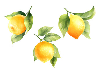 Lemons with leaves, isolated on white background. Hand drawn illustration