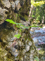 Small plants growing on the stone with moss. concept of thirst for life