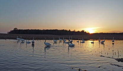 A large flock of swans swims on the lake against the backdrop of sunset. Whooper swan (Cygnus cygnus).