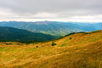 carpathian mountain landscape in autumn. cloudy weather. grassy meadow on the slopes of strymba mountain. village in the valley