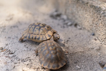 two land tortoises walking on gray ground outdoors