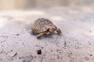 land tortoise walking on gray ground outdoors