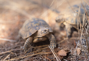 land tortoise walking on a dry field outdoors