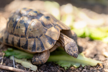 land turtle eating lettuce outdoors