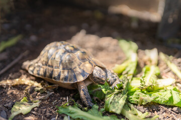 land turtle eating lettuce outdoors