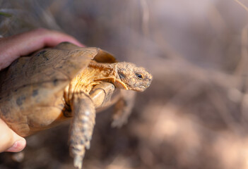 land turtle outdoors. profile view