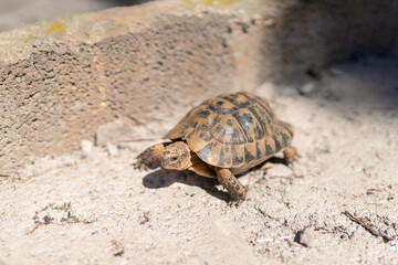 land tortoise walking on gray ground outdoors