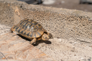 land tortoise walking on gray ground outdoors