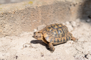 land tortoise walking on gray ground outdoors