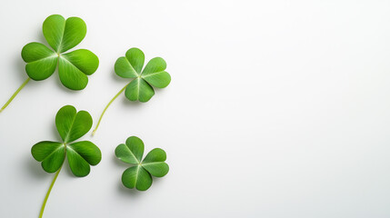 Minimalist lucky bamboo green leaves frame on white background with copy space, Eco-friendly design background with Text space.