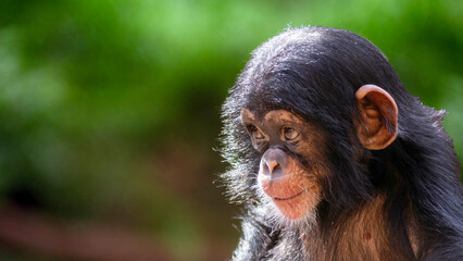 Portrait of a baby chimpanzee with a curious expression and room for text
